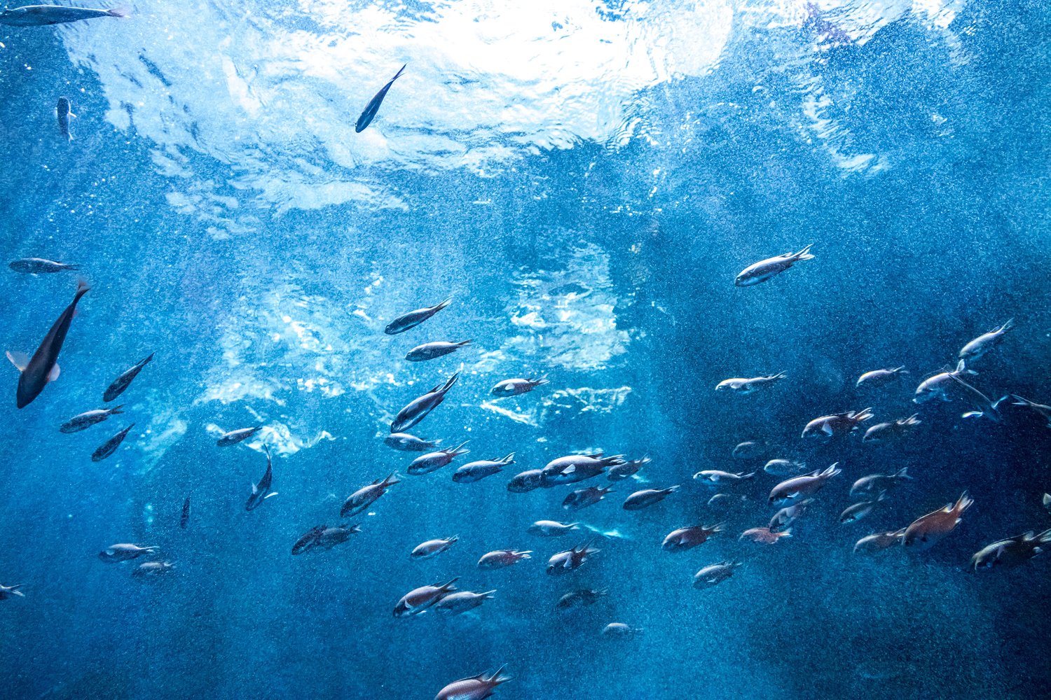 The Town Dock Joins Ocean Disclosure Project