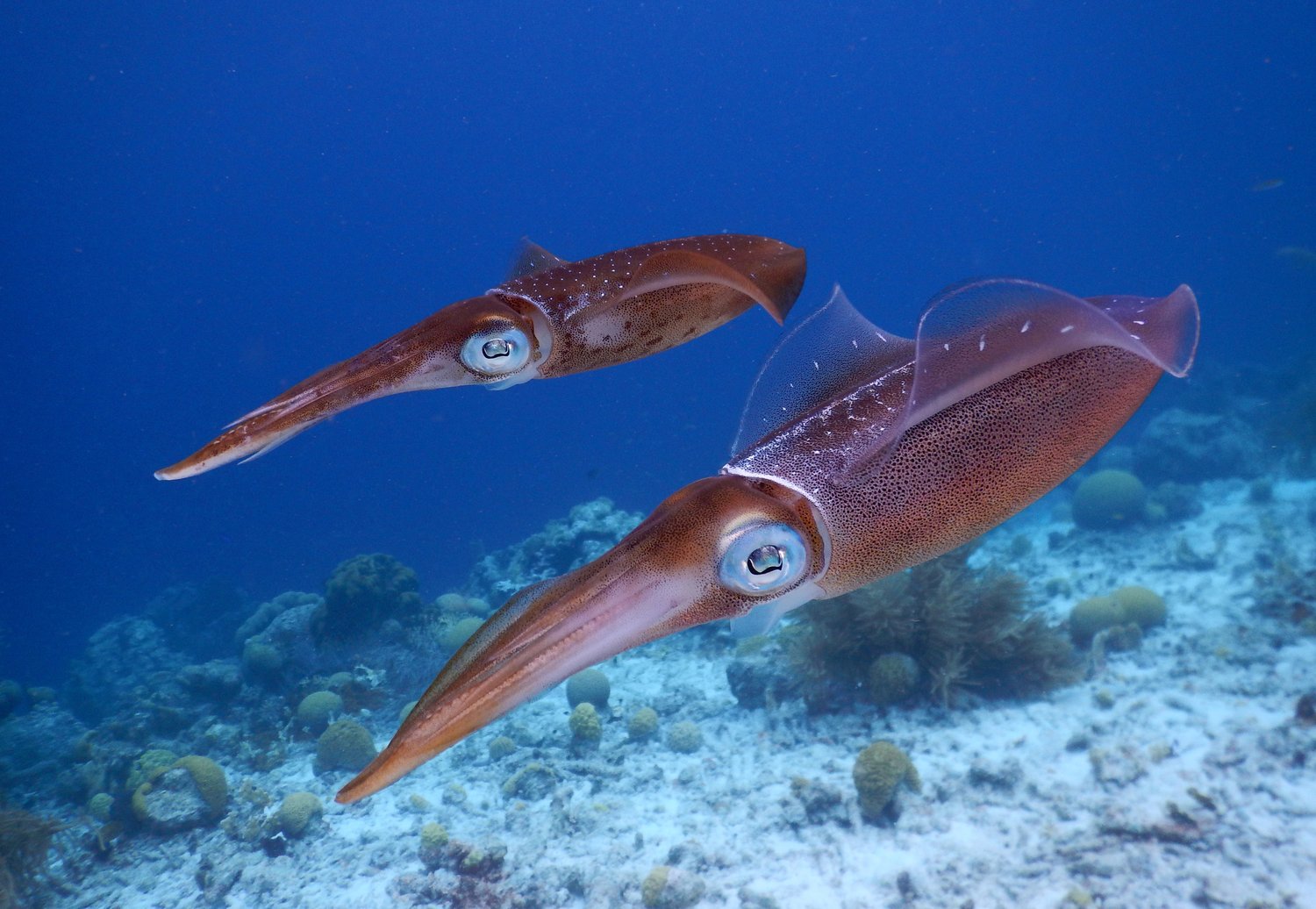 The Town Dock Joins Sustainable Fisheries Partnership Squid Roundtable