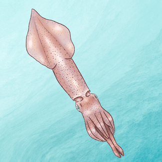 Longfin Inshore Squid, illustrated for The Town Dock byby Ysemay Dercon