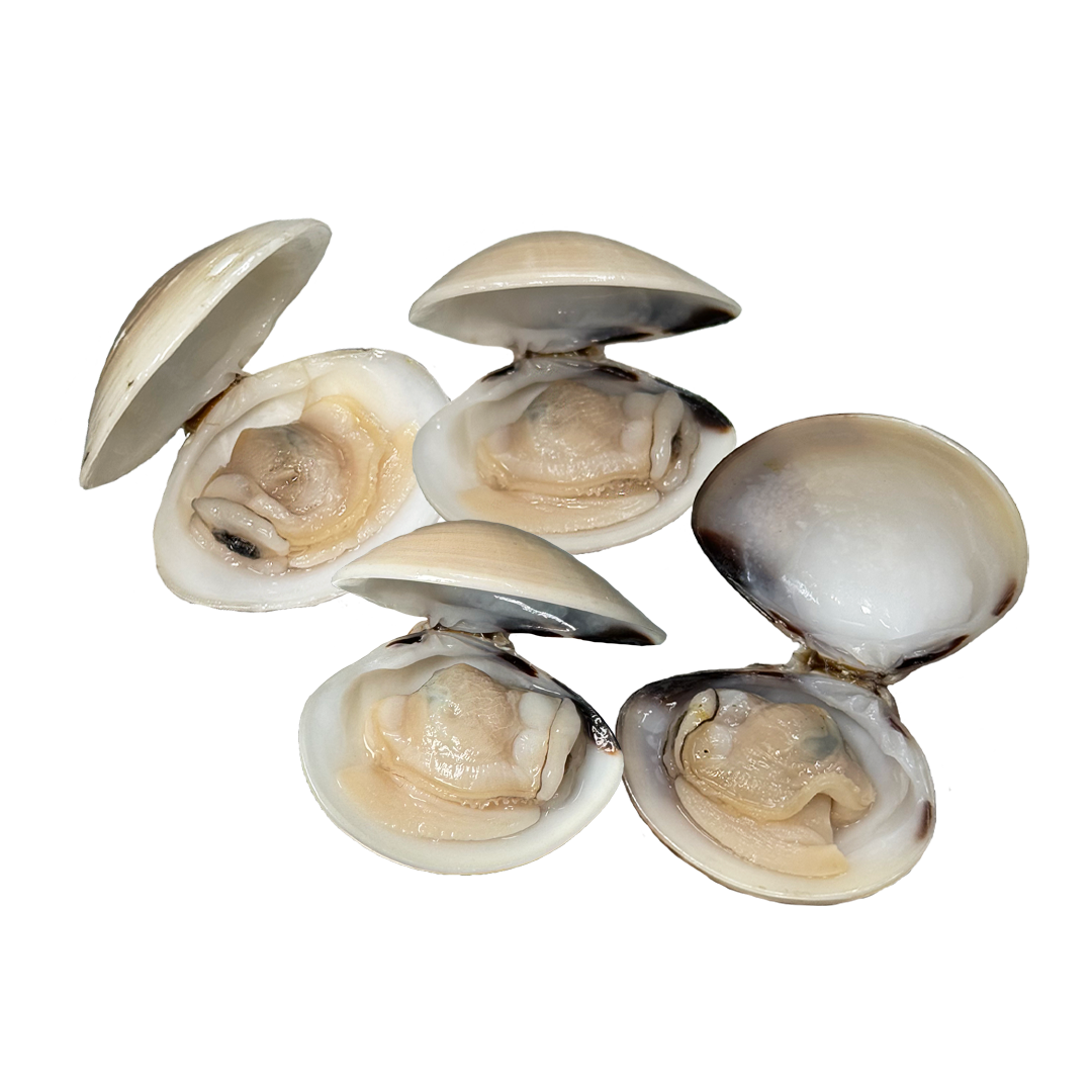 Four open, steamed clams