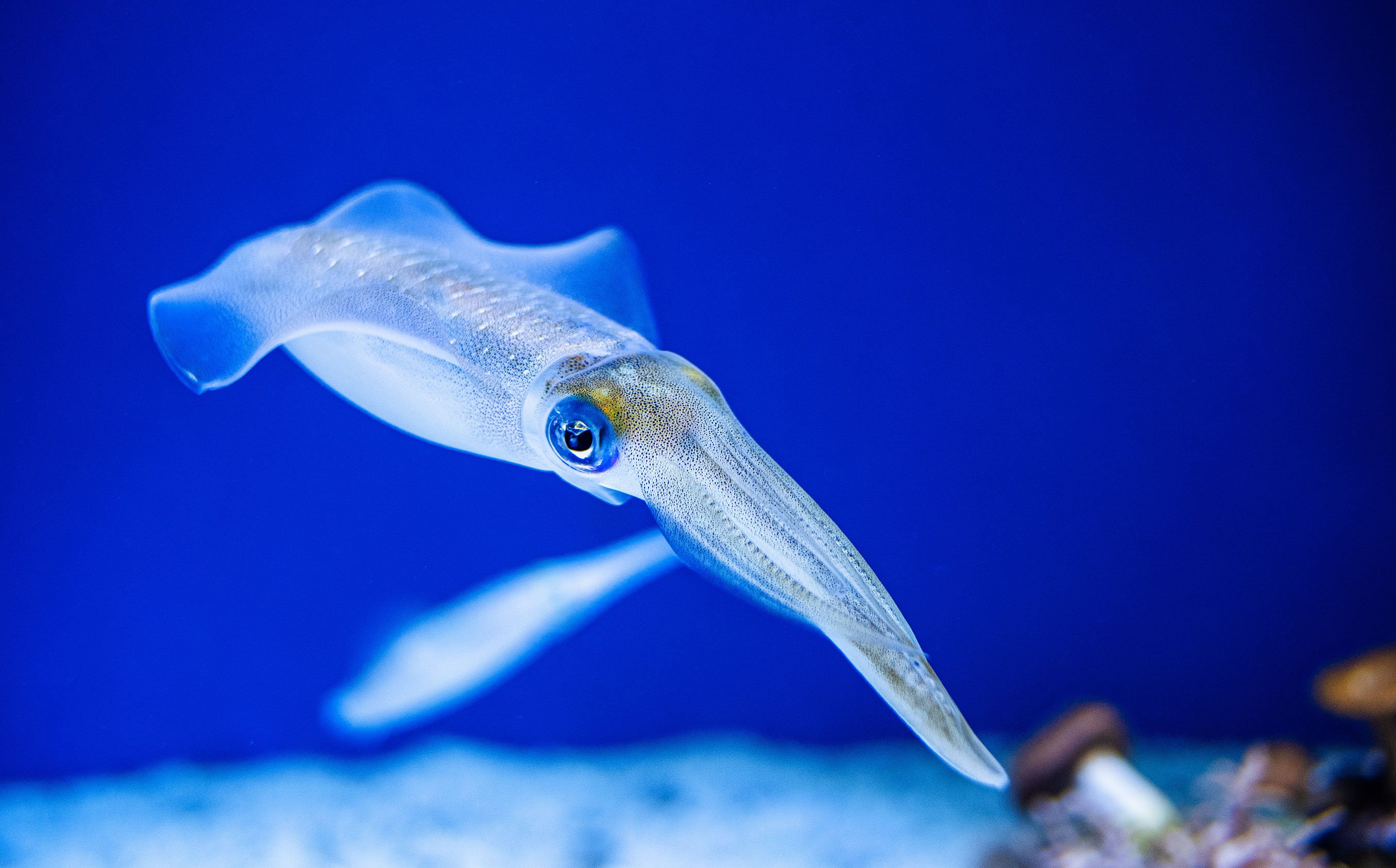 A Longfin Inshore Squid swims in blue water. The Town Dock packs Longfin in our Rhode Island Calamari® product line. Apply for one of our Rhode Island jobs and be part of the process!